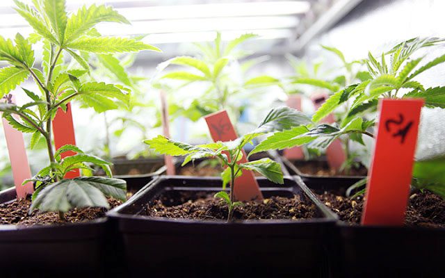 Stages of cannabis self-cultivation 