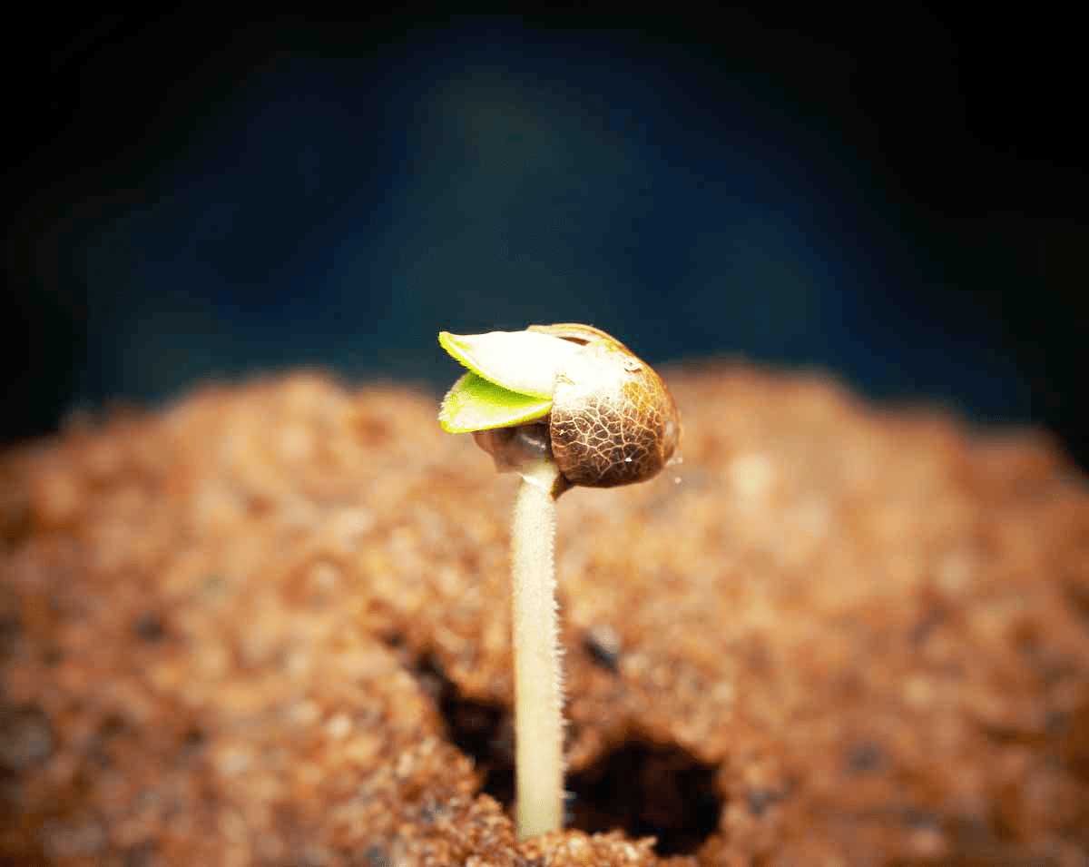 Step by step techniques for marijuana germination