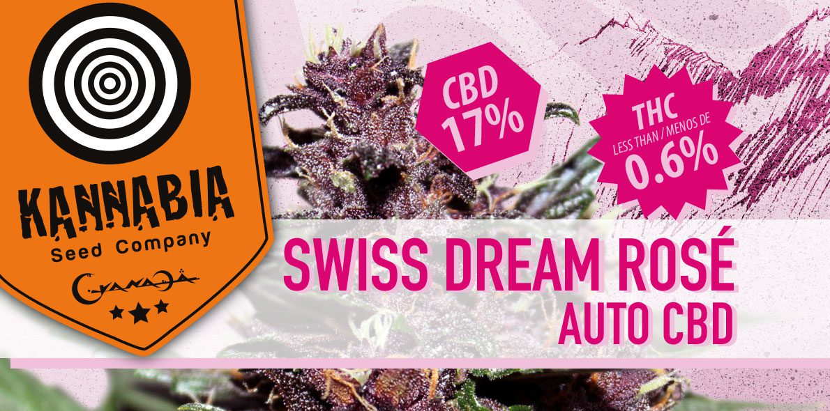 Swiss Dream Rosé, une génétique de rêve… parole de cultivateurs!