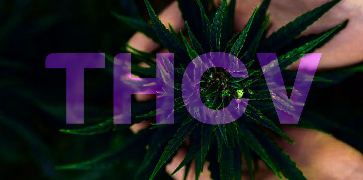 THCV: the Fashionable Cannabinoid