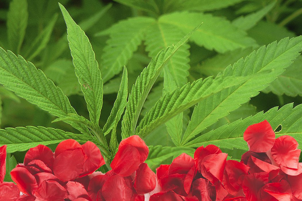 Trucos para que el olor de tu cultivo de cannabis sea más discreto
