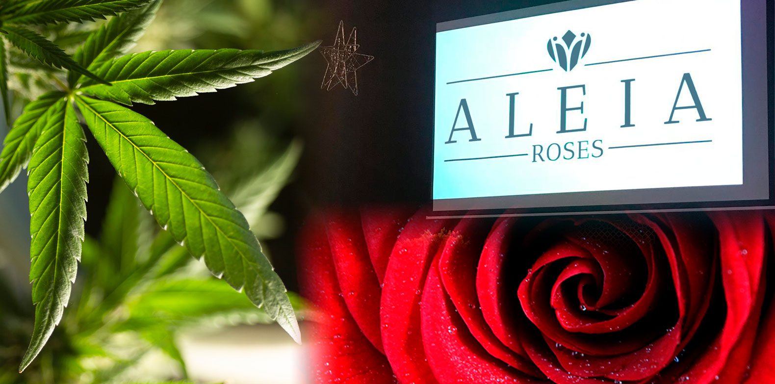 Des roses au cannabis médical