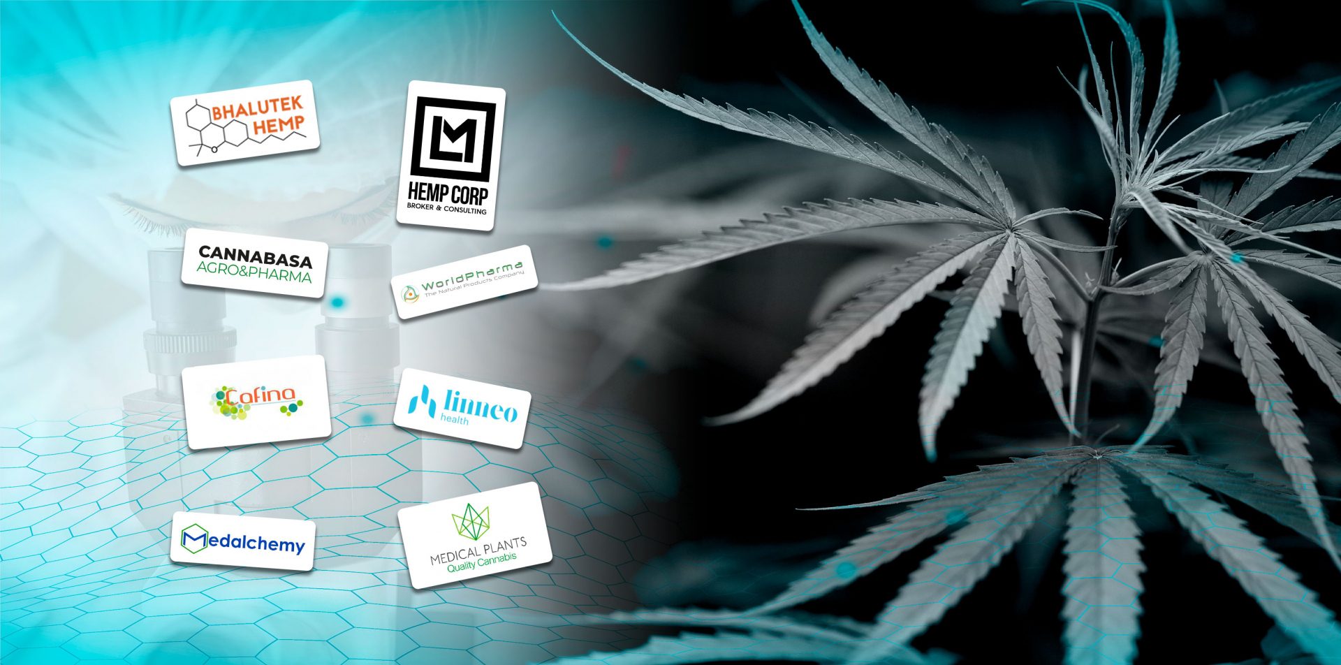 What are the 22 companies that can currently grow or produce cannabis in Spain?