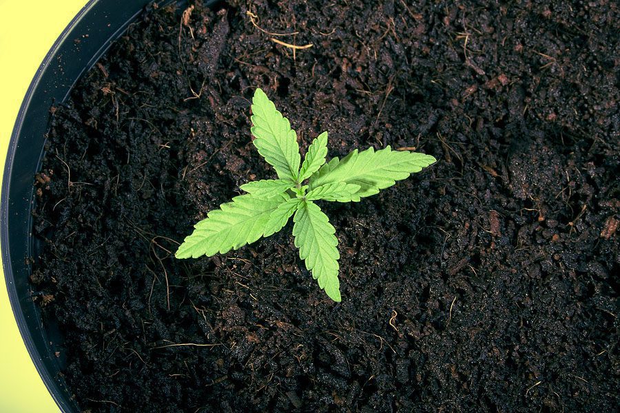 Which are the best nutrients for marijuana seeds?