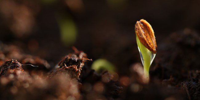 Cómo germinar semillas