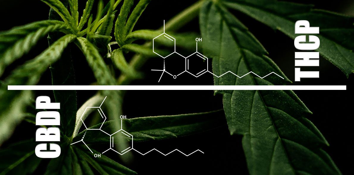 Découverte de deux nouveaux composés organiques du cannabis