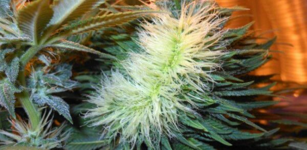 cannabis-polyploid