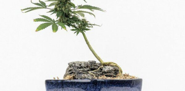 Cannabis-bonsai
