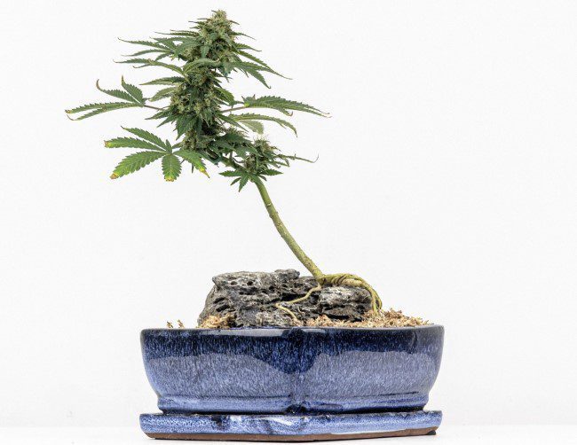 Cannabis-bonsai