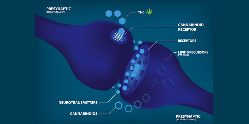 Anandamida, el endocannabinoide que nos hace felices