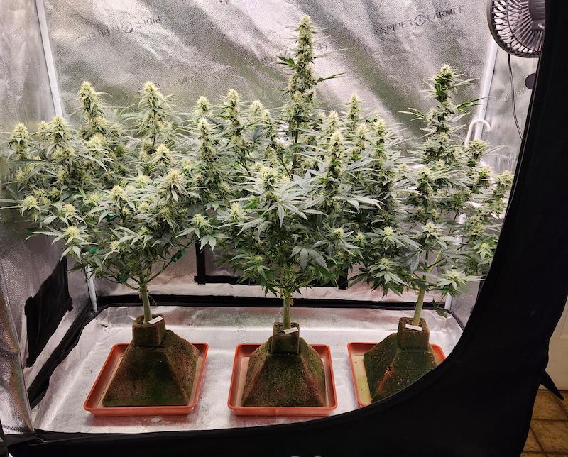 10 top tips from expert growers on how to increase the size of your buds