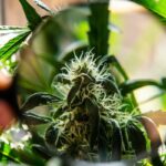 10-imprevistos-cultiov-cannabis
