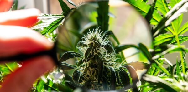 10-imprevistos-cultiov-cannabis