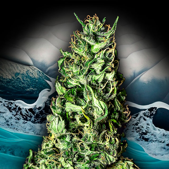 semilla de marihuana: Moby Dick