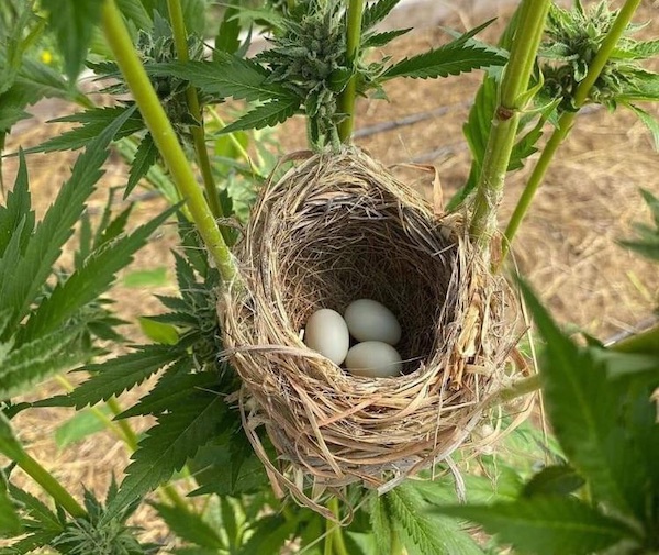 nest-built-on-cannabis-plant