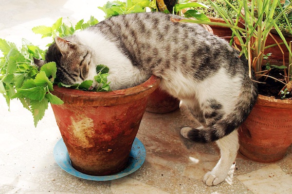 herb-for-cats