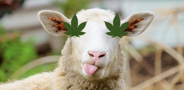 facts-about-animals-and-cannabis