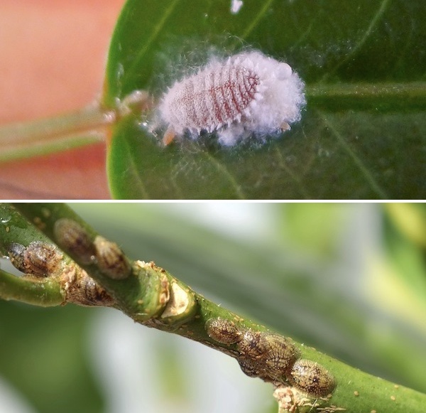 Cochineal: how to combat one of the most voracious cannabis pests