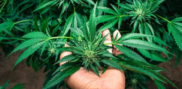 self-grown-cannabis