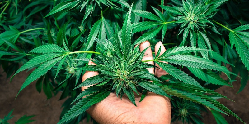 self-grown-cannabis