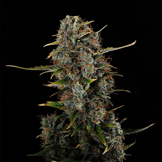 semilla de marihuana: Amnesi-K Haze