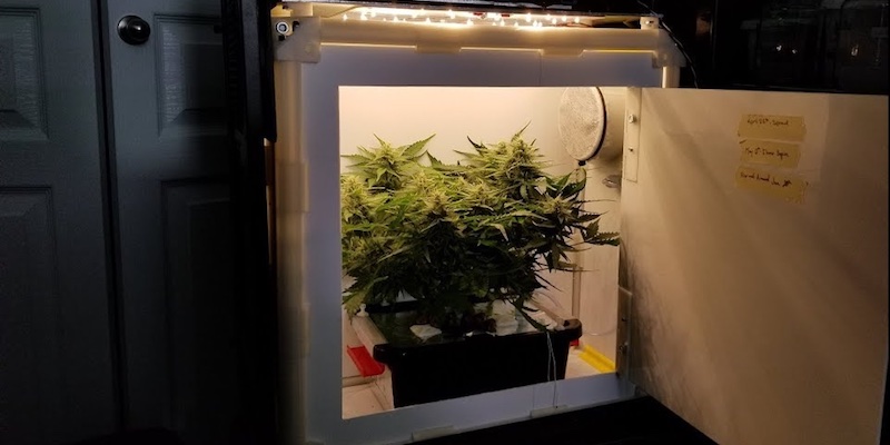 cannabis-micro-cultivation