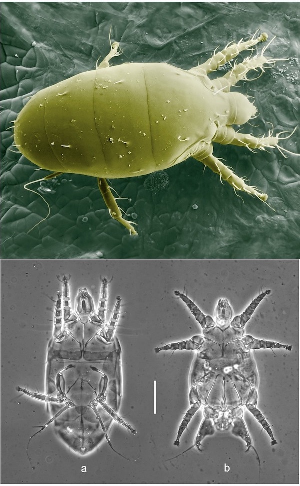 micro-mites