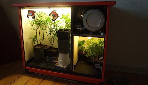 Microculture de cannabis : comment obtenir des plantes à hauts rendements dans des espaces très réduits