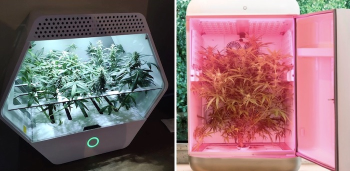 Cannabis micro-cultivation: how to get high-performance plants in really small spaces