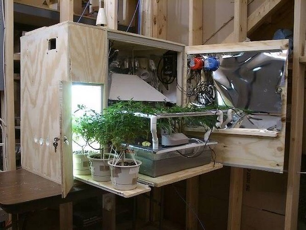 Mikro-Anbau von Cannabis: So ziehst Du in winzigen Anbauräumen Pflanzen mit einer super Leistung