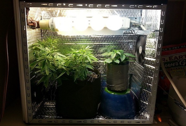 Mikro-Anbau von Cannabis: So ziehst Du in winzigen Anbauräumen Pflanzen mit einer super Leistung