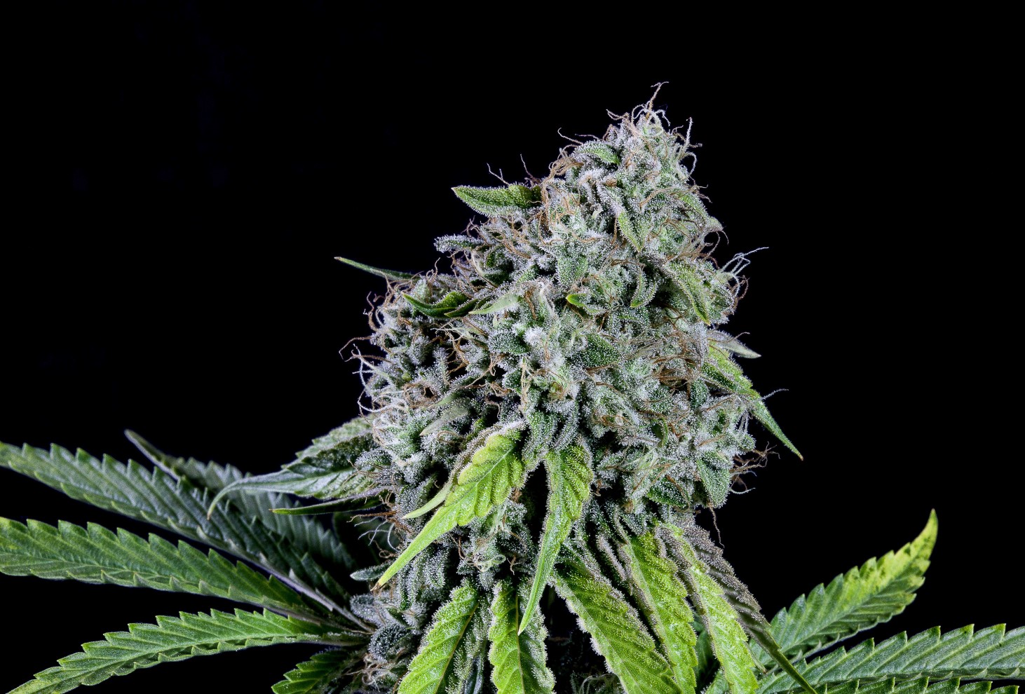 semilla de marihuana: RS11