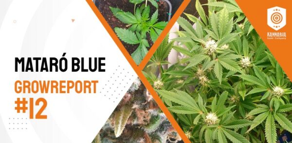 portada-grow-report-mataro-blue
