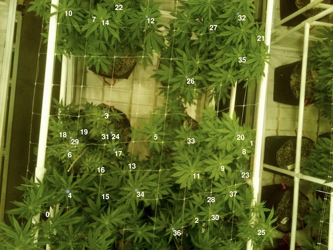 ia-powered-methods-for-growing-marijuana