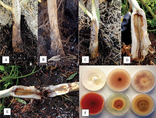 Pilze, die häufig die Wurzeln von Marihuanapflanzen befallen: Fusarium, Pythium und Rhizoctonia