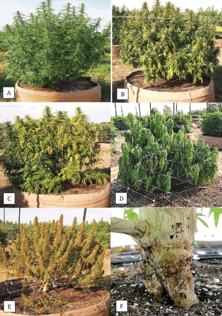 Most common fungi that can attack the roots of marijuana plants: Fusarium, Pythium and Rhizoctonia