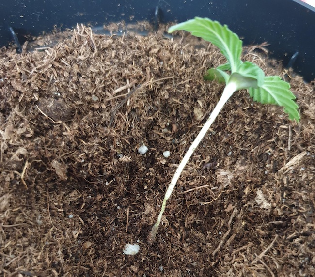 The 10 most common problems faced by cannabis seedlings and how to fix them