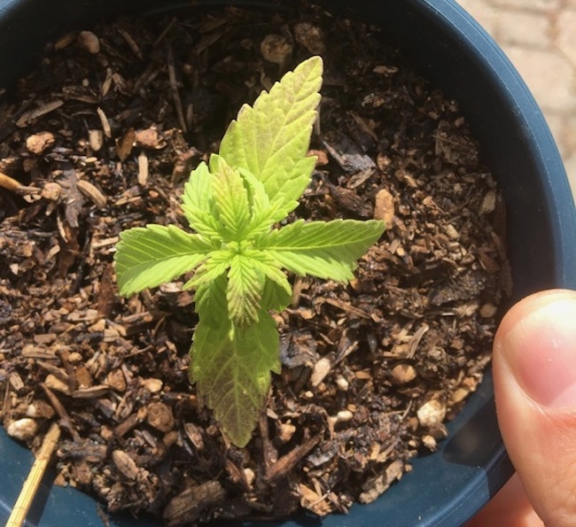 The 10 most common problems faced by cannabis seedlings and how to fix them