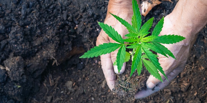 A cannabis plant being transplanting