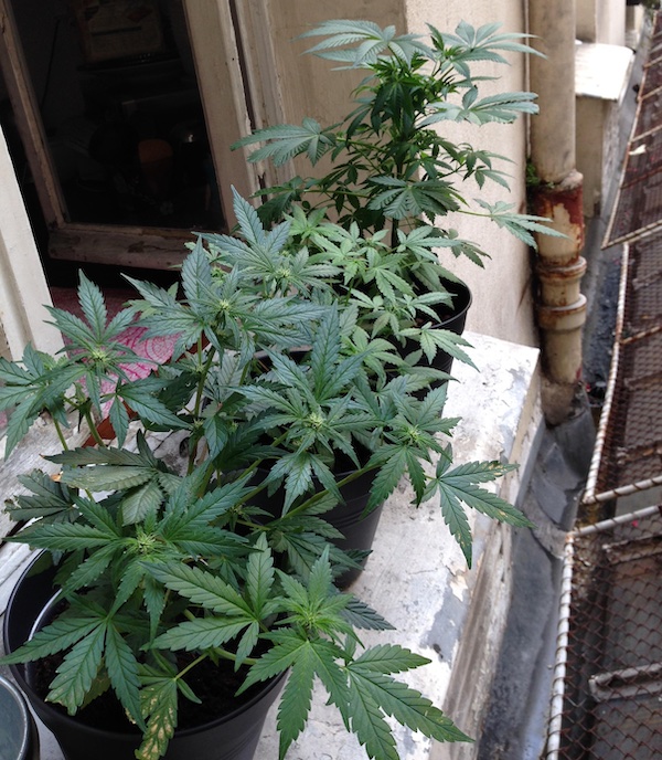 Plantas de cannabis en el alféizar de una ventana