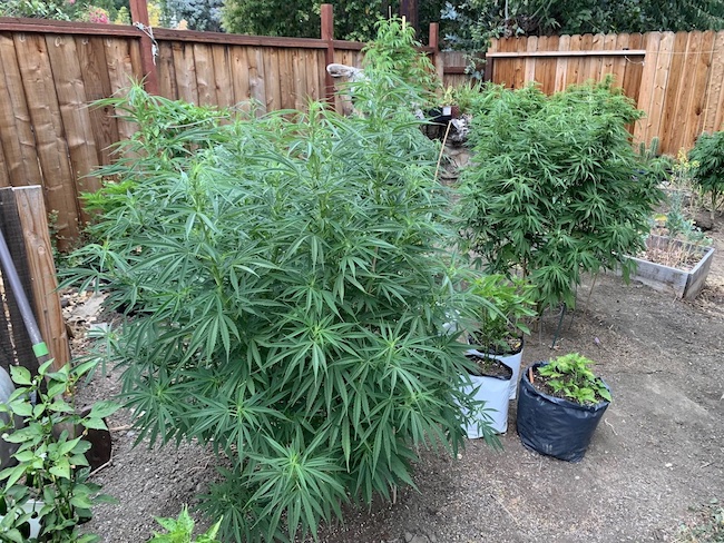 Varias plantas de cannabis en un patio privado