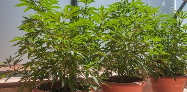 Tres plantas de cannabis en maceta