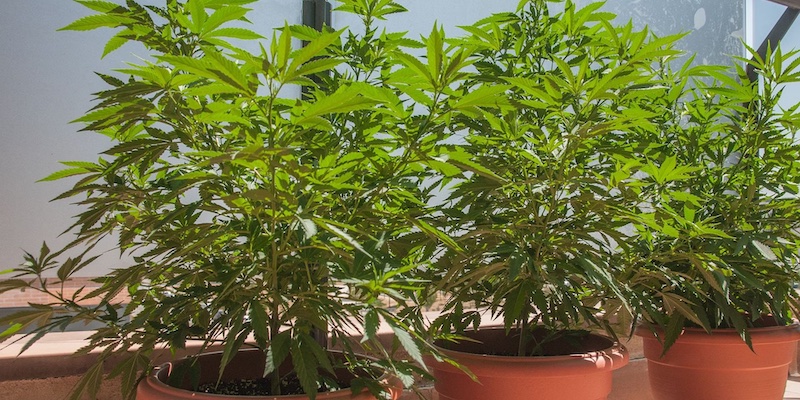 Tres plantas de cannabis en maceta