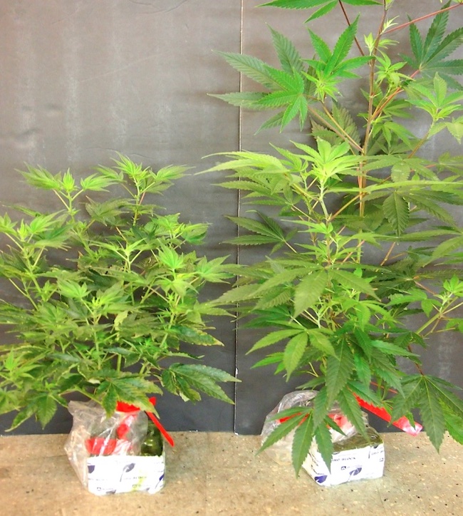 Two cannabis plants