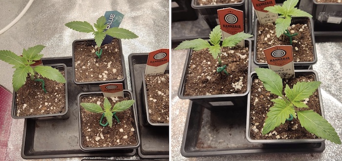 Several cannabis seedlings in pots