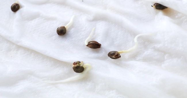 germinated seeds on a wet paper towel