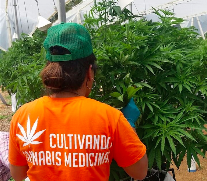 Enfermeras investigan sobre la calidad de vida en adultos mayores que utilizan cannabis con fines medicinales