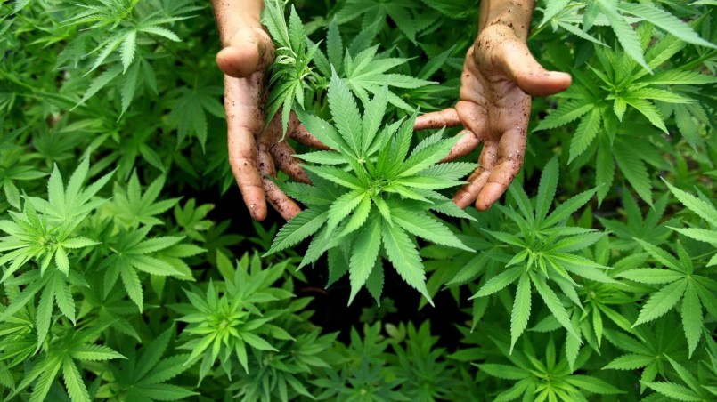 Nurses investigate quality of life in older adults who use cannabis for medicinal purposes
