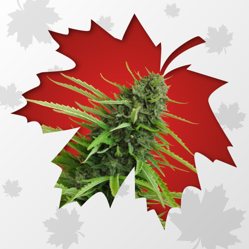 Canadá promete legalizar la marihuana para julio 2018