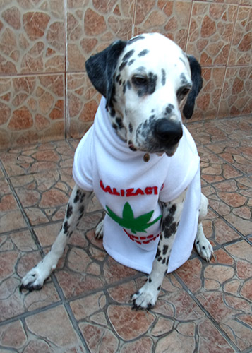The case of Nicky (2009-2017): Latin-American Dog pioneer of Medical Cannabis